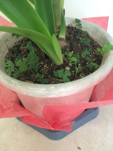 根元の草